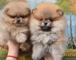 Pomeranac BOO medvedići, Pomeranski Špic štenci